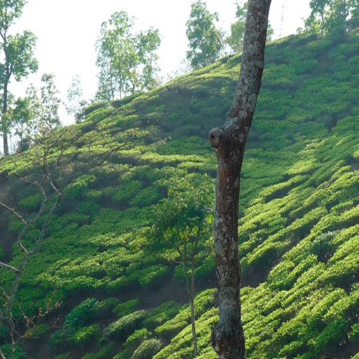 Teegarten Makaibari