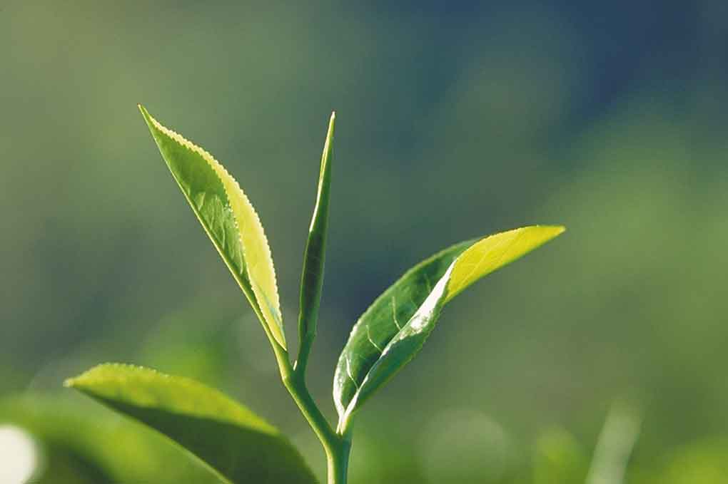Ein Teeblatt mit Knsope